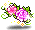 Romance Rose