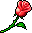Red Rose